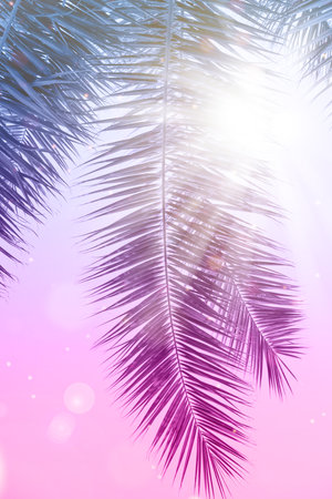 Coconut palms leaf over purple sky at sunset. Picturesque palm tree leaf wallpaper.の写真素材