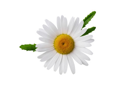 Chamomile flower with chamomile leaf isolated on white background. Daisy flower, medical plant. Chamomile flower head as an element for your design.の写真素材