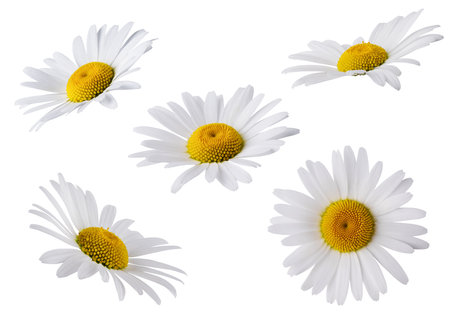 Set of Chamomile flower head isolated on white background. Daisy flower, medical plant. Chamomile flower as an element for your design.の写真素材