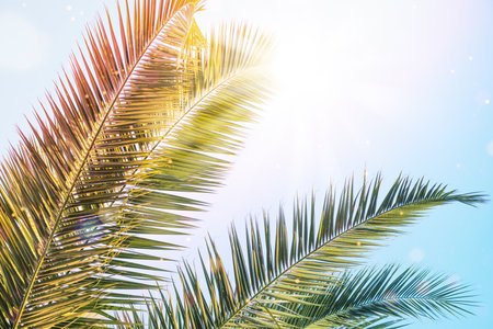 Palm leaves in sunrays over blue sky. Tropical palm tree summer sunset scenery. Holidays and summertime background.の写真素材