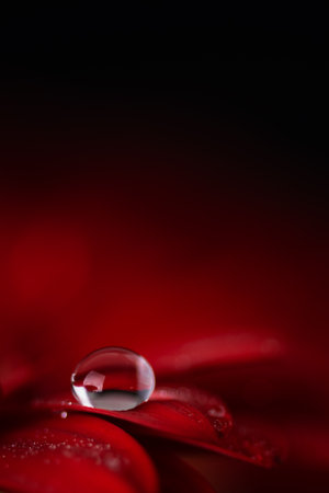 Red gerbera flower petals with water drops close up. Macro photography of gerbera flower petals with dew.の写真素材