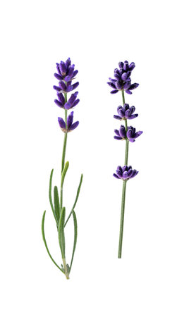 Lavender flowers isolated on white background. Collection of lavender flowers for design.の写真素材