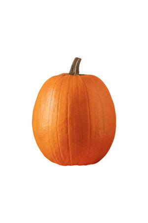 Pumpkin vegetable isolated on white background. Autumn Pumpkin vegetable for design.の写真素材