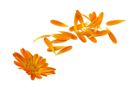 Calendula officinalis flower petals isolated on white background. Yellow marigold flower blossom and petals for design. Alternative medicine.の写真素材