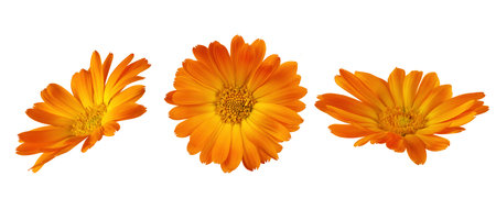 Calendula officinalis flowers isolated on white background. Yellow marigold flower blossom for design.の写真素材