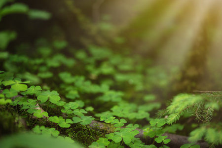 Clover leaves background. Lucky shamrock leaf meadow in the forest. St Patrick's Day holiday...