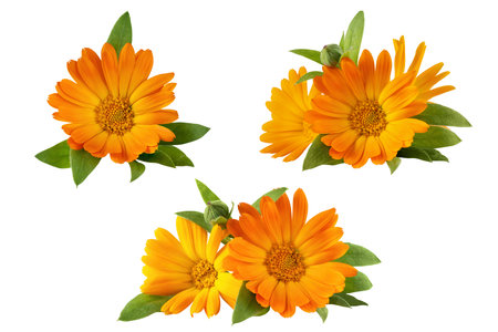 Calendula officinalis flower isolated on white background. Yellow marigold flower blossom and leaf for design.の写真素材