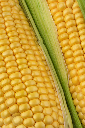 Sweet corncob background. Corn ears texture closeup. Macrophotography of  corn.
