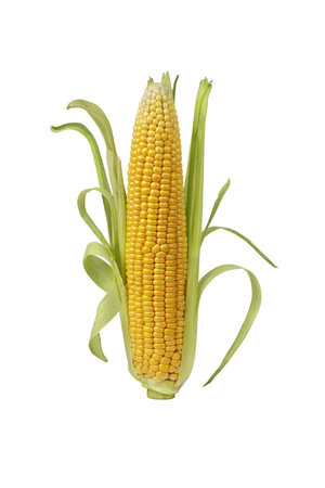 Ear of corn with leaves isolated on white background. Corn cob for design and collage.