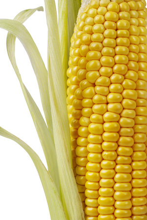 Ear of corn with leaves closeup isolated on white background. Corn cob for design and collage.の写真素材