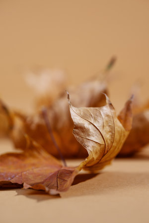 Autumn leaf background. Dried maple leaf wallpaper.の写真素材