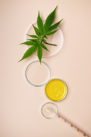 Hemp herbal alternative medicine. CBD oil in Petri dish top view. Cannabis herbal cosmetics.の写真素材