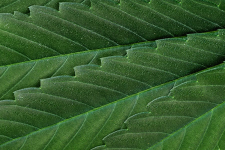 Cannabis leaf background closeup. Macrophotography of hemp leaf.の写真素材