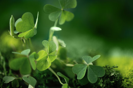 Shamrock leaf in a forest. St. Patrick's holiday greeting card. Three-leaved clover leaf as a symbol...