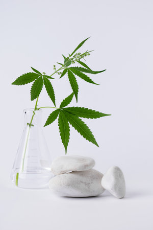 CBD hemp leaf and white decorative stones with empty space for design. Cannabis herbal alternative medicine or cosmetics background.の写真素材