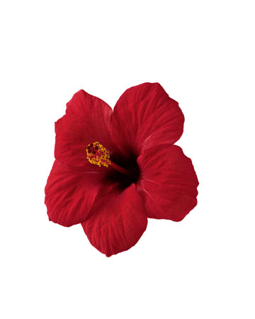 Red hibiscus flower isolated on white background. Hibiscus flower head for design.の写真素材