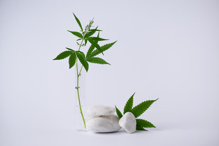 CBD hemp leaf and white decorative stones with empty space for design. Cannabis herbal alternative medicine or cosmetics background.の写真素材
