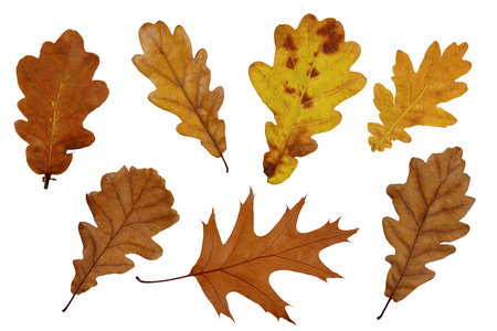 Collection of autumn oak leaves isolated on white background. Set of dry fall oak leaf for design.の写真素材