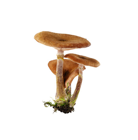 Bunch of mushrooms isolated on white background. Mushrooms with moss cut out for design.の写真素材