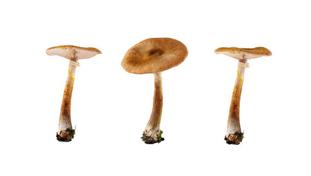 Set of mushrooms isolated on white background. Mushrooms cut out for design.の写真素材