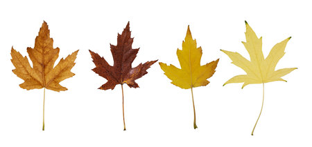 Collection of autumn wire silver maple leaf isolated on white background. Set of various maple leaves for design.  Acer saccharinum Wieri.の写真素材