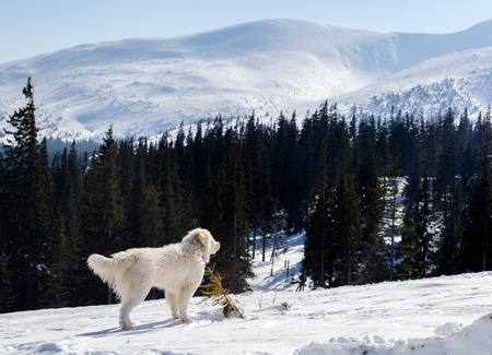 White shaggy dog looks at mountains in sunny cold winter dayの写真素材