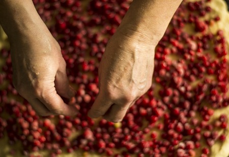 Preparing of red currant pie in a metal pie pan. Hands of woomen.の写真素材