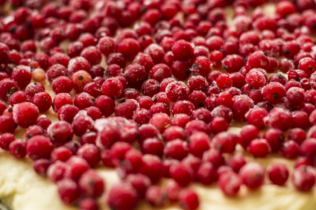Uncooked red currant pie in a metal pie pan. Red fruits and berries. Close up.の写真素材