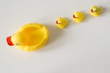 Row of yellow ducks on white background. Flat lay. Leadership and following conceptの写真素材