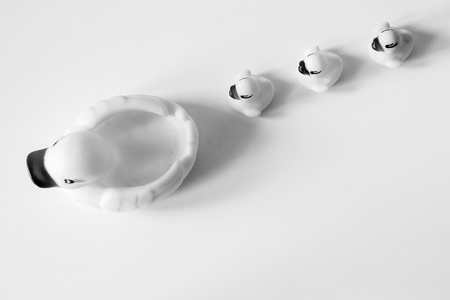Row of yellow ducks on white background. Flat lay. Leadership and following conceptの写真素材