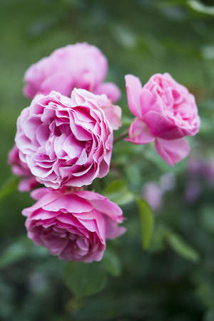 Pink roses blooming in the garden. Close upの写真素材