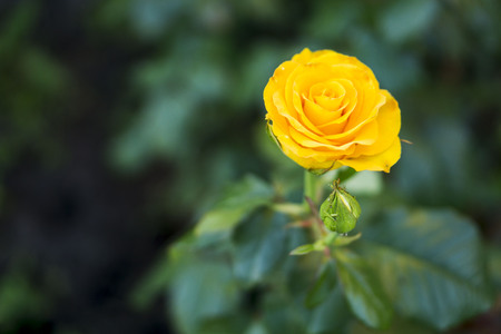 Yellow rose in the garden. Close upの写真素材