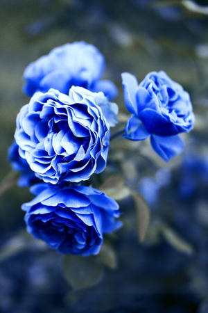 Blue roses blooming in the garden. Close upの写真素材