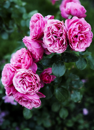 Pink roses blooming in the garden. Close upの写真素材