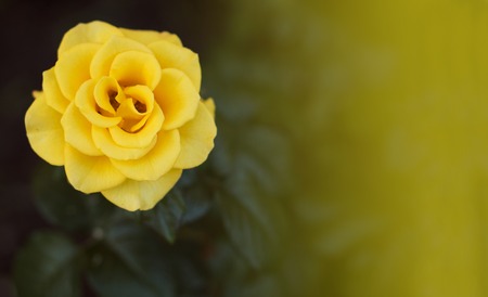 Yellow rose in the garden. Close up. Copy spaseの写真素材