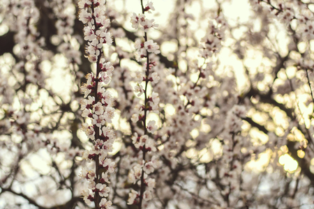 Cherry blossoms in full bloom. White flowersの写真素材