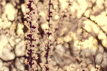 Cherry blossoms in full bloom. White flowersの写真素材
