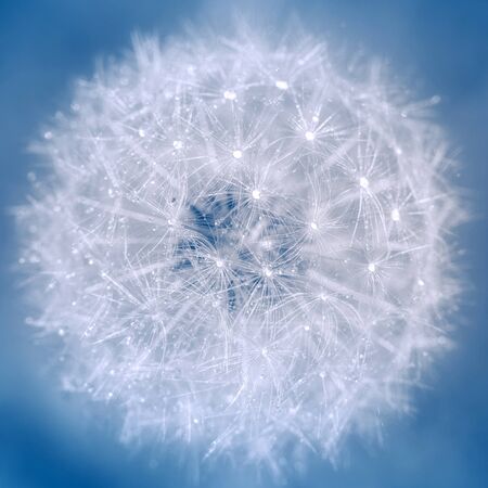 Aethereal dandelion close up with sparkling drops in blue and white colors