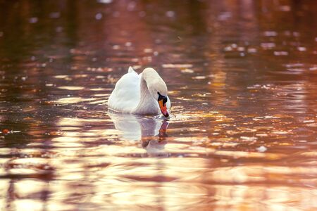 White swan on the water surface of the lake, in autumn colors. Beautiful reflections and glare of sunlight on the waterの写真素材