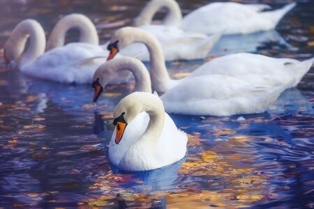 White swans in profile on the water surface of the lake, strewn with autumn orange leaves. Beautiful reflections and highlights of waterの写真素材