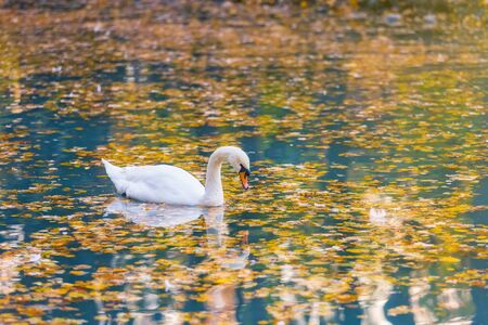 White swan in profile on a blue water surface of the lake, strewn with autumn yellow and orange leaves. Beautiful reflections and highlights of waterの写真素材