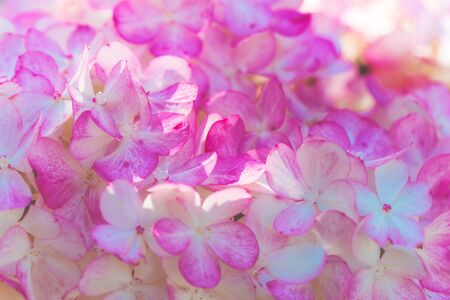 Delicate purple and blue hydrangea flowers in soft sun light close-up. Pastel floral background