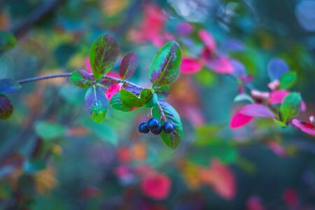 Bright red leaves and berries of black chokeberry Aronia melanocarpa on a deep blue background. Autumn vivid natural background.の写真素材