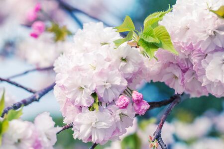 Double white and pink sakura flowers on a soft blue background. Floral spring natural background