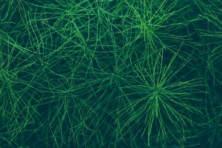 Background of green horsetail twigs. Natural abstract background from leaves, lines, branches, horsetail tubesの写真素材