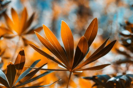 Unusual autumn background of backlit orange lupine leaves with blue highlightsの写真素材