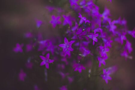 Floral vintage background of violet bluebell flowers in soft light with free space for textの写真素材