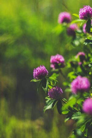 Floral vibrant background of clover pink flowers and green leaves with free space for textの写真素材