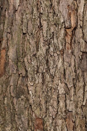 Relief texture background of tree bark. Brown wood trunk background