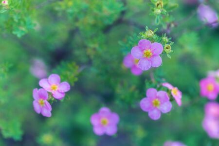 Beautiful floral natural background. Gentle pink flower petals of shrubby cinquefoilの写真素材